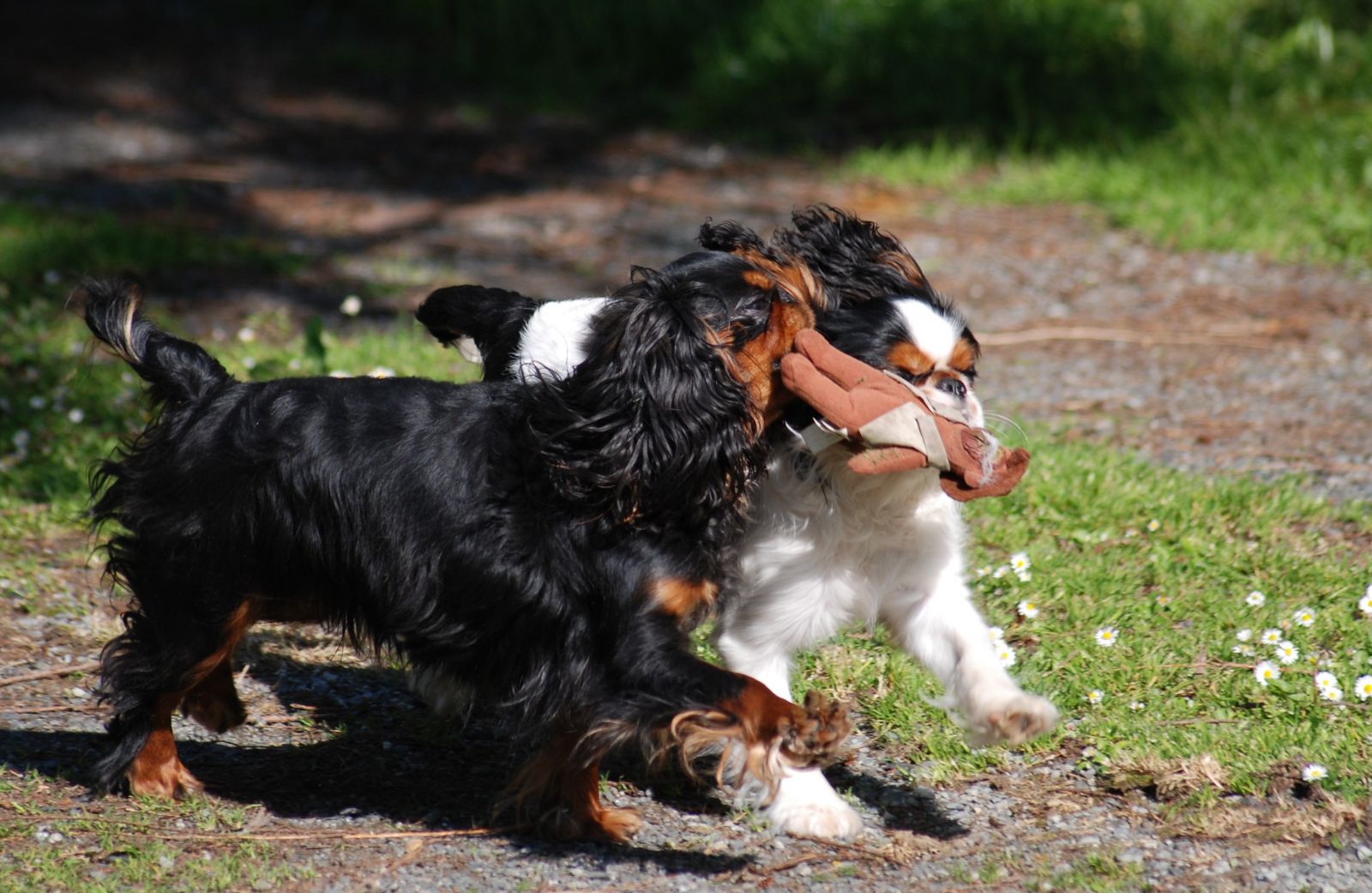 Bewegung des King Charles