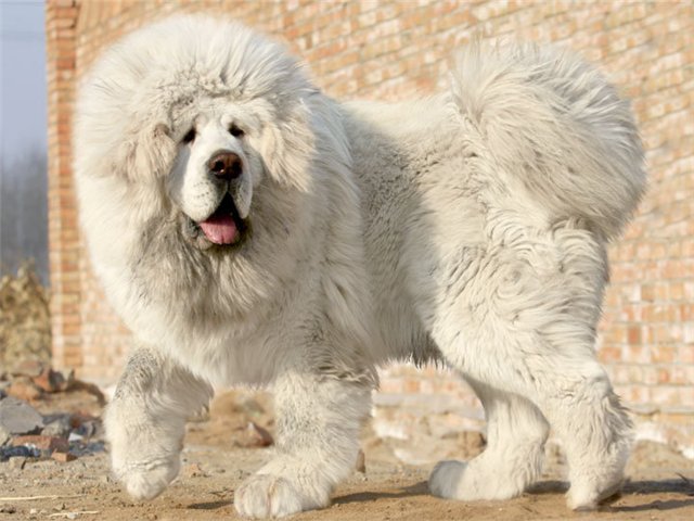 Mastín tibetano blanco