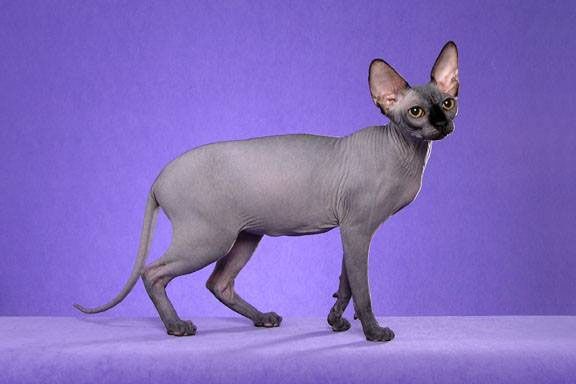 características generales de los gatos de la raza Peterbold