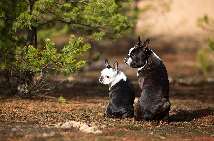 perros de la raza Boston terrier