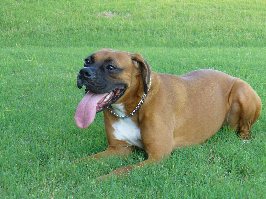 Perro en la hierba con la lengua fuera
