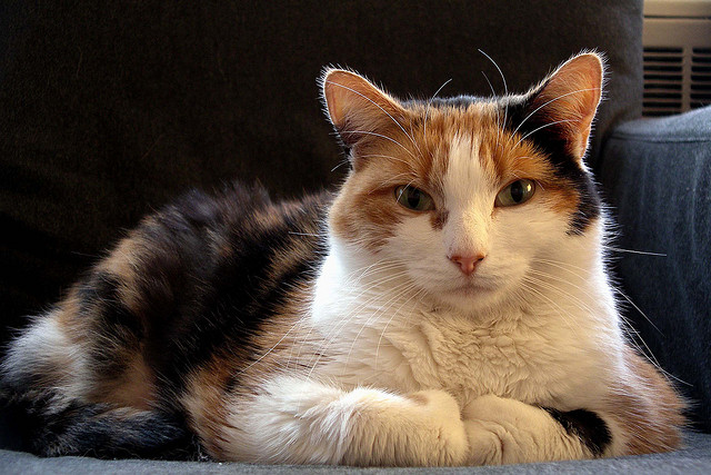 prevención de la úlcera gástrica en gatos