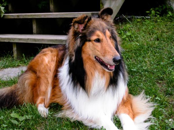 Perro de raza collie