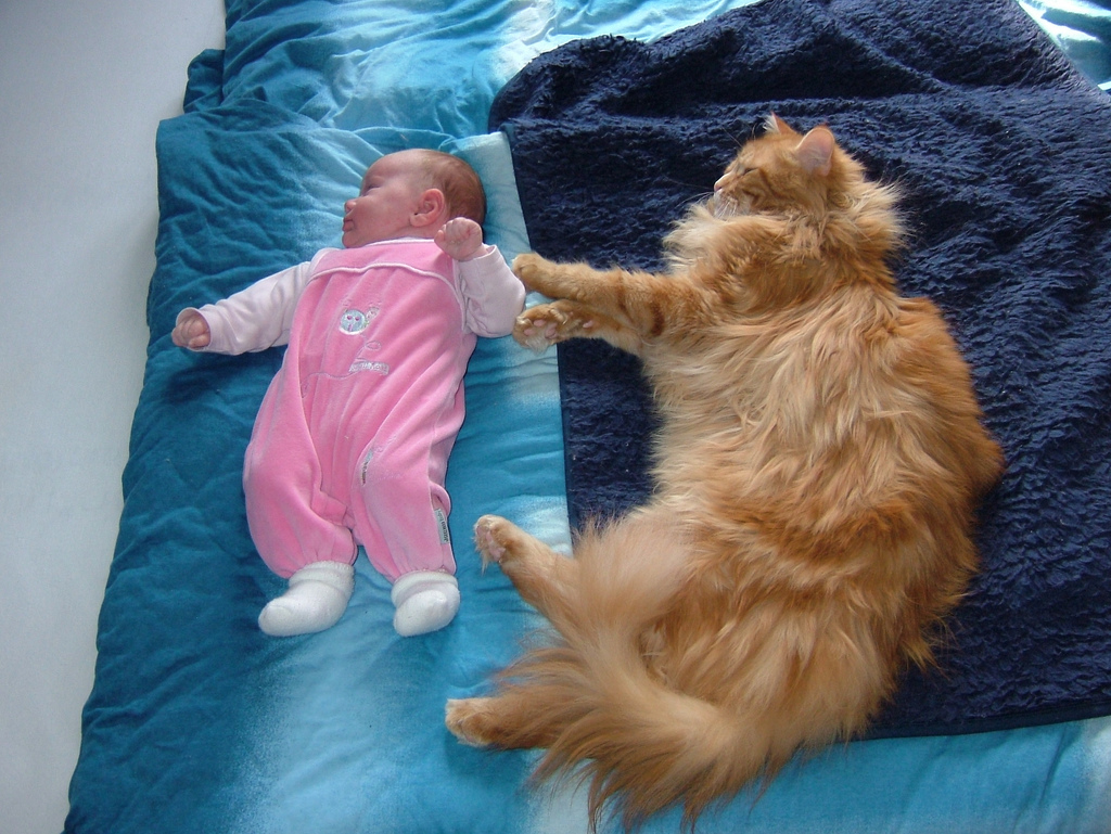 Maine Coon rojo junto a un niño