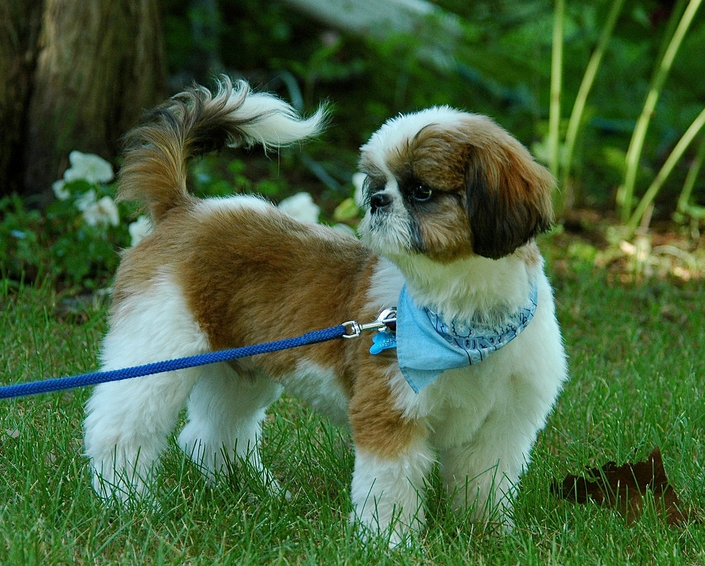 Ejercicio físico del shih-tzu