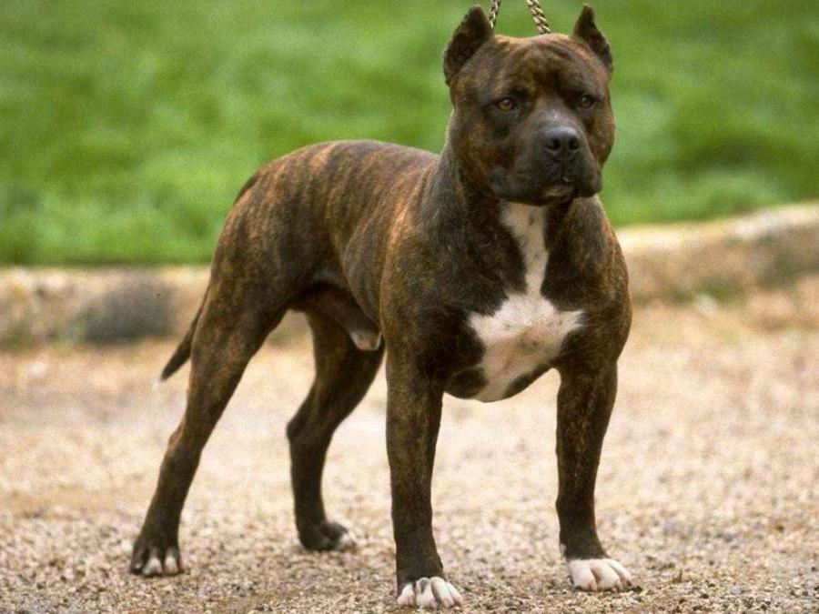 Staffordshire Bull Terrier en foto