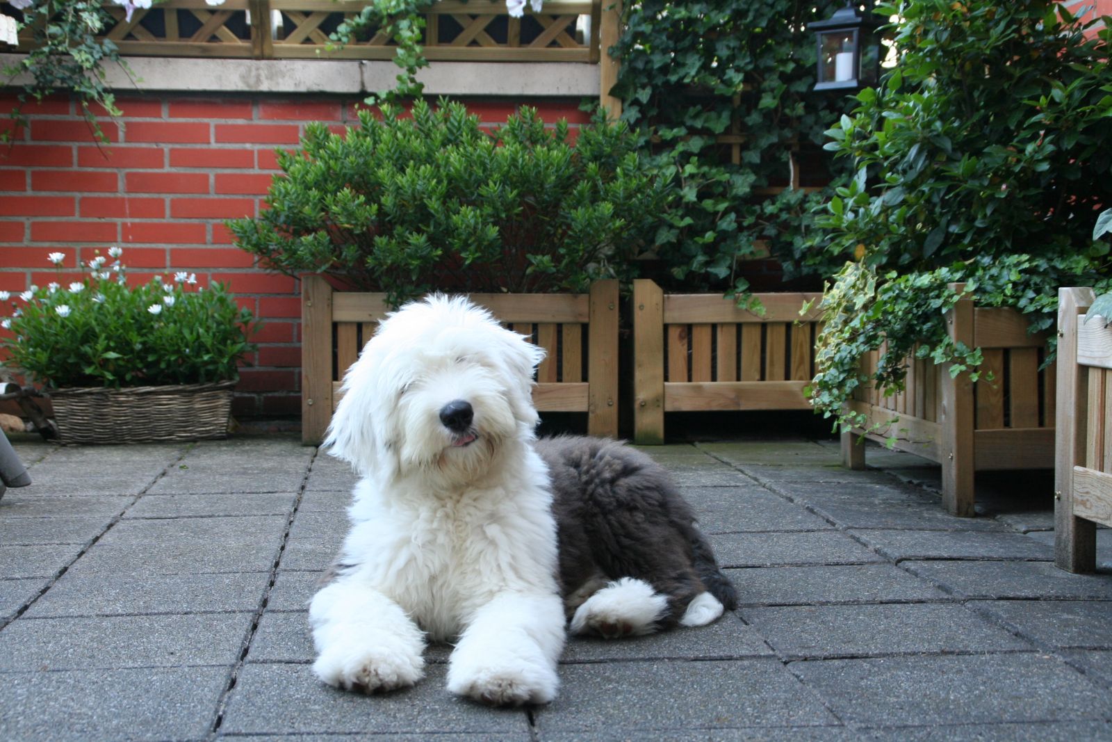 Bobtail (Antiguo pastor inglés)