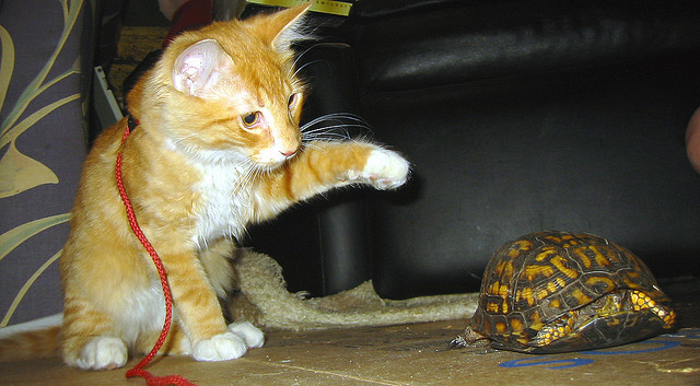 Gatito y tortuga