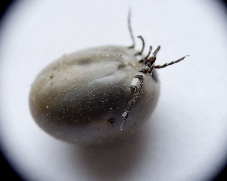 Vector de la babesiosis