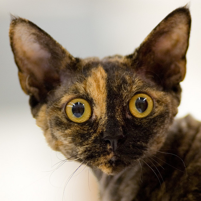 Cachorro devon rex de color carey