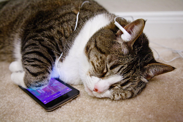 Musik für Katzen