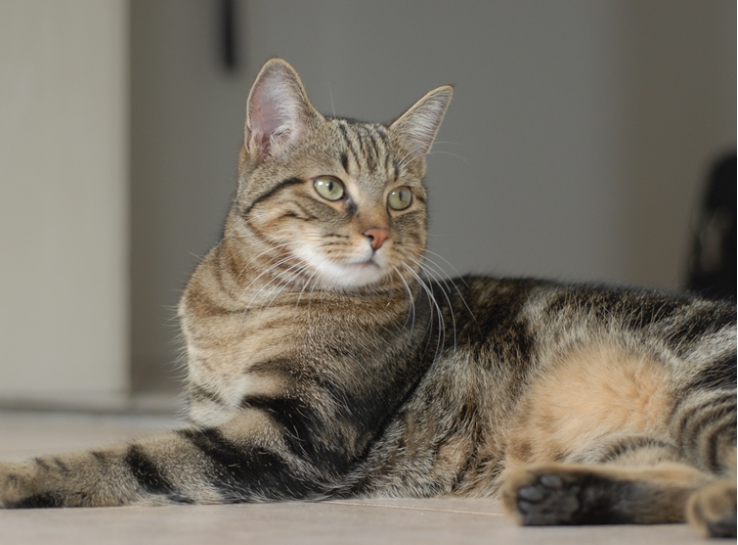 Foto de gato celta