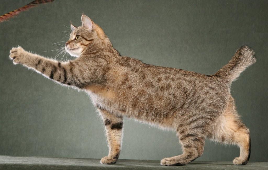 Geschichte der Herkunft der Katzenrasse Pixie-Bob