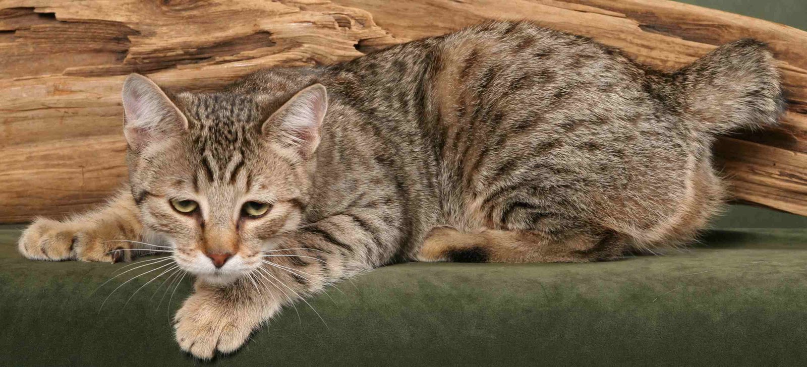 Aussehen der Katzen der Rasse Pixie-Bob