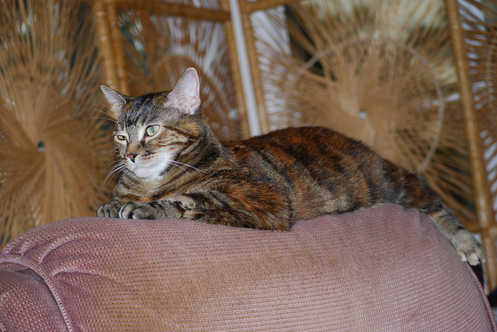 Hermosa gata tricolor de color carey