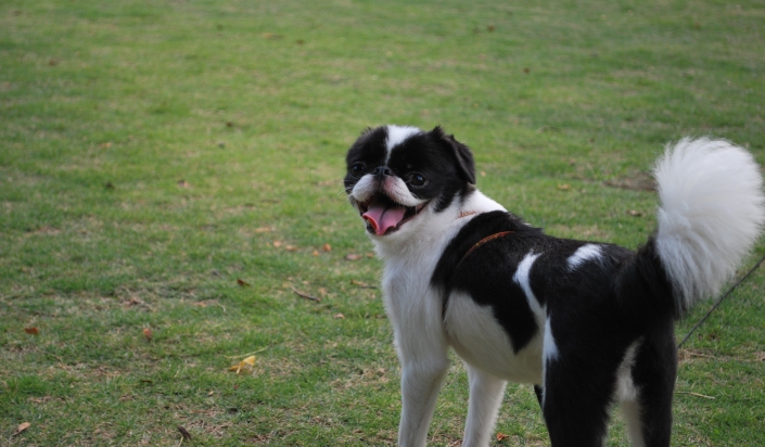 Chin japonés (spaniel japonés) en la foto