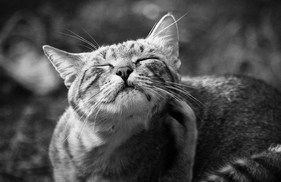 Tenga cuidado con los gatos