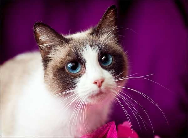 gatos de la raza Snowshoe