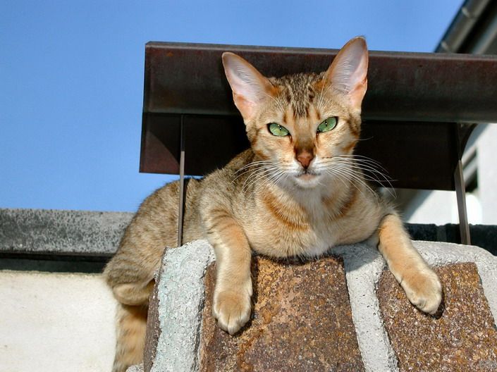 descripción de los gatos de la raza Kanaani