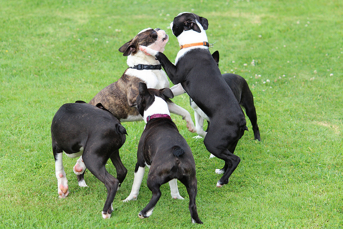 juegos de Boston terrier