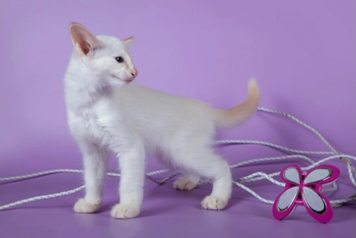 gatito balinés