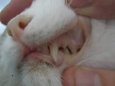 síntoma de anemia en el gato