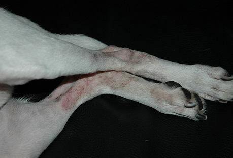 Dermatitis alérgica en el perro
