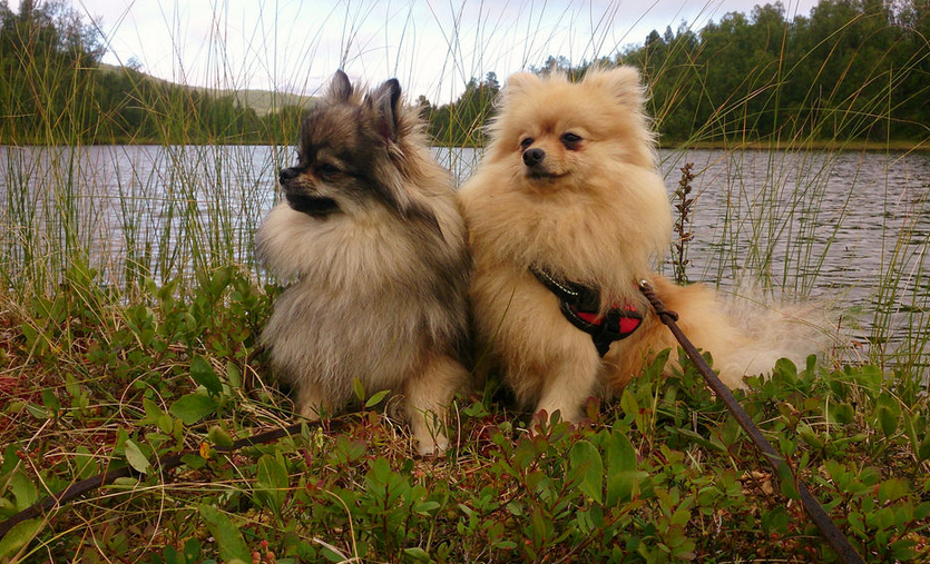 perros de la raza Kleinspitz