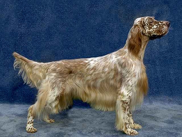 Perro de raza Setter inglés