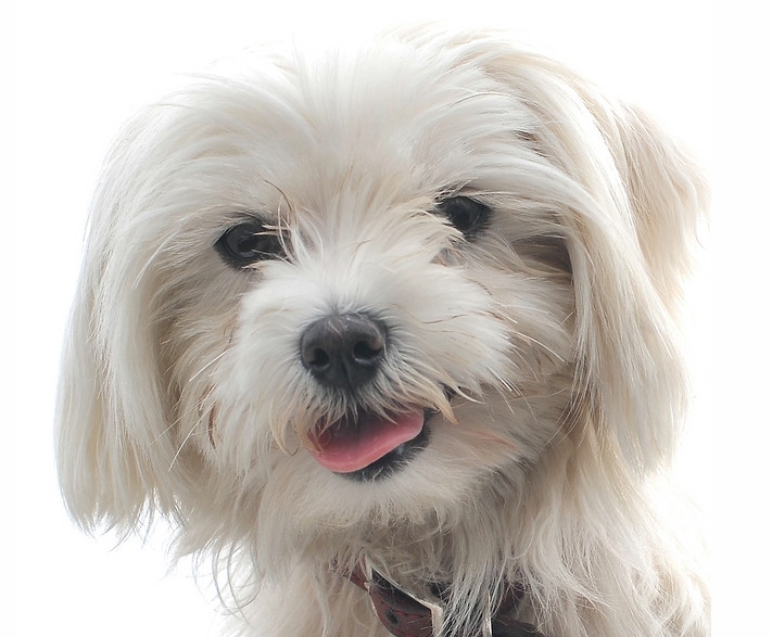 corte de pelo para perros