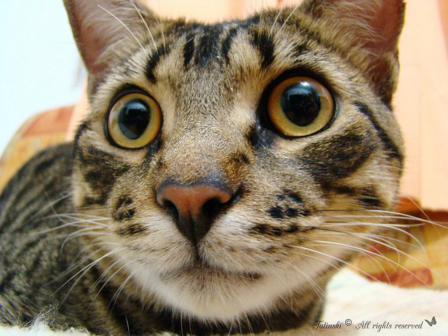 La nariz del gato