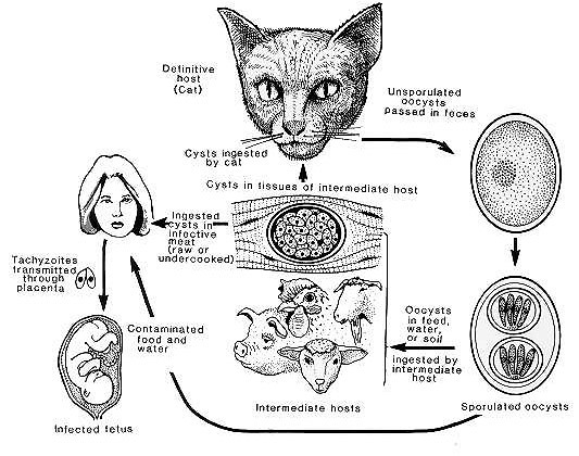 Esquema del ciclo de desarrollo del agente causante de la toxoplasmosis