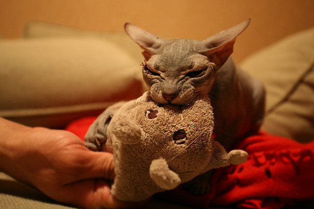 Gato sin pelo