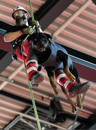 competiciones de perros