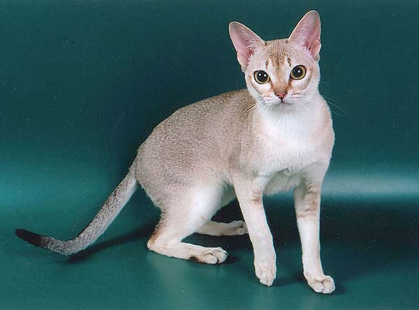 gato singapurense