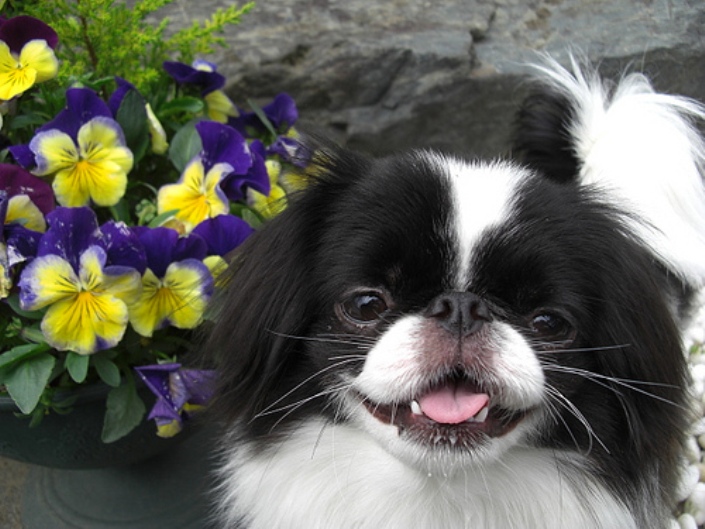 Foto del Chin japonés (spaniel japonés)