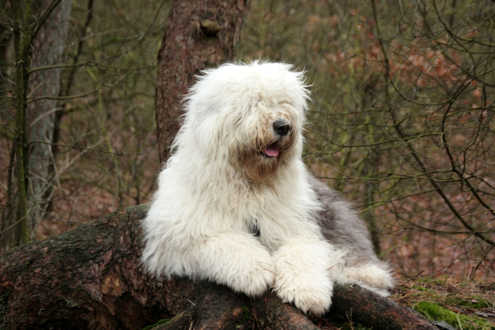 Foto de bobtail (Pastor inglés antiguo)