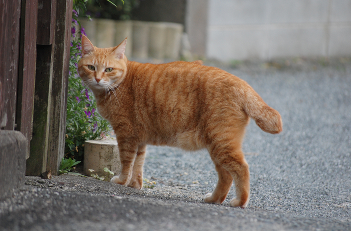 Bobtail japonés rojizo