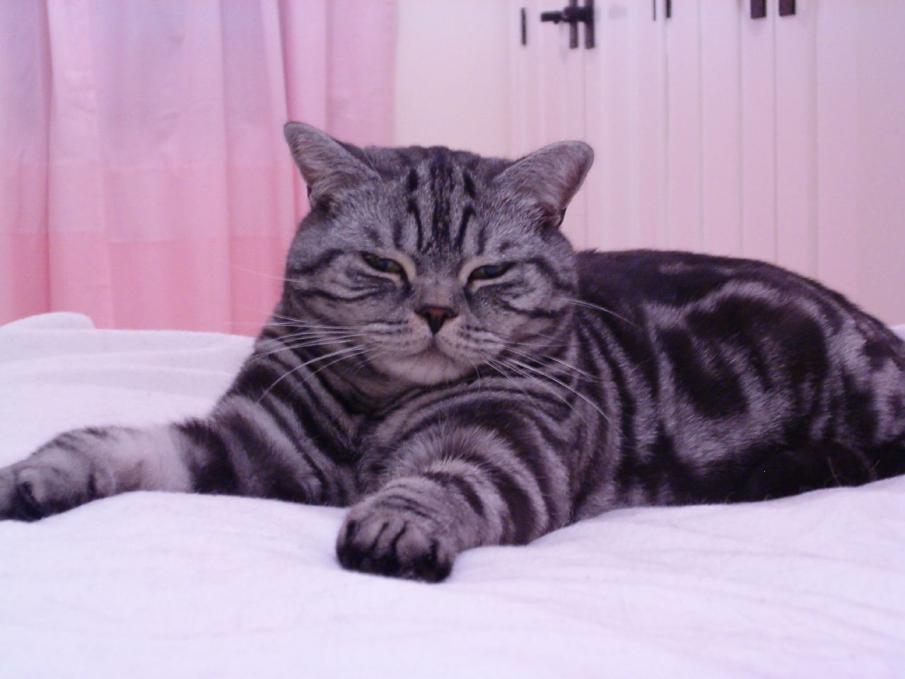 Gato británico de color tabby