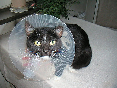collar para que el gato no lama la herida