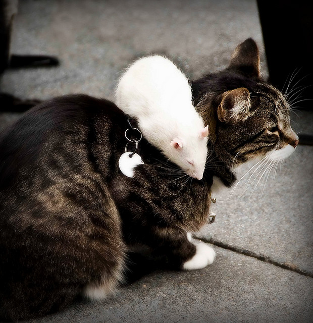 Gata y roedor