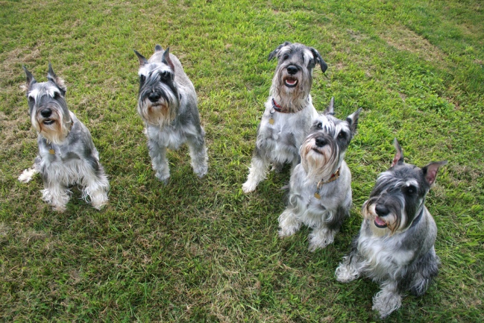 historia del origen del schnauzer mediano