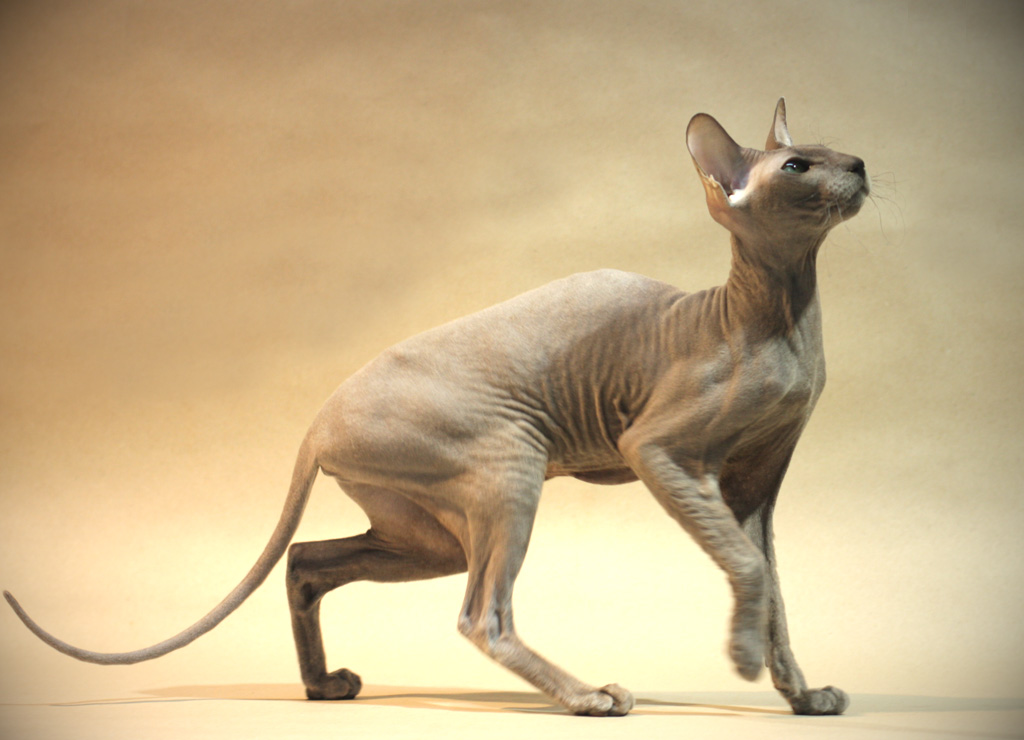 Gatos de la raza Peterbold