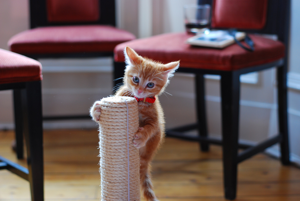 gatito en el rascador
