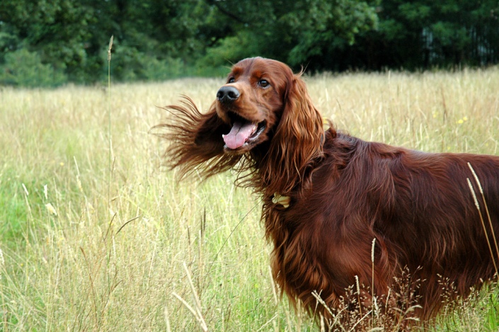 Foto del Setter Irlandés