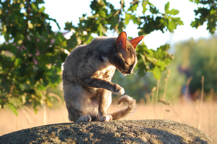 Cornish Rex im Freien