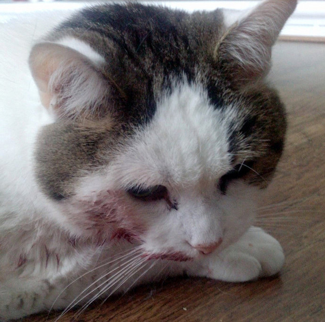 Examine la piel en busca de una herida. Puede que esa sangre no sea de su gato en absoluto.