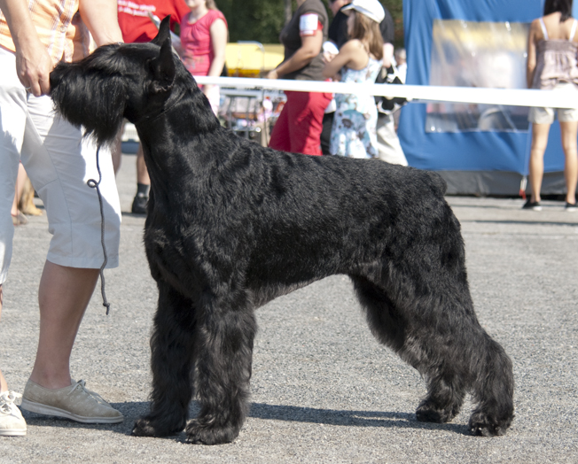Schnauzer gigante en una exposición