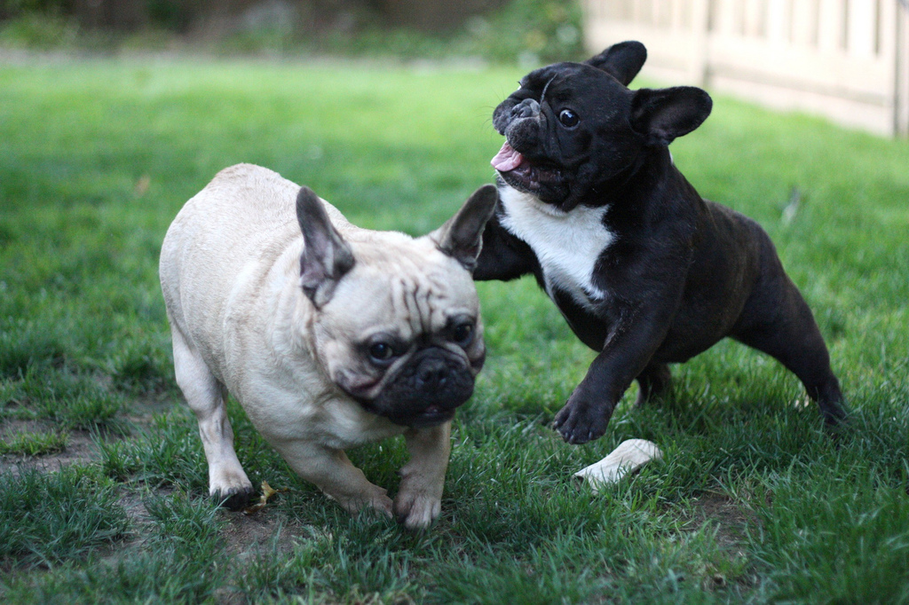 Cachorros de bulldog francés
