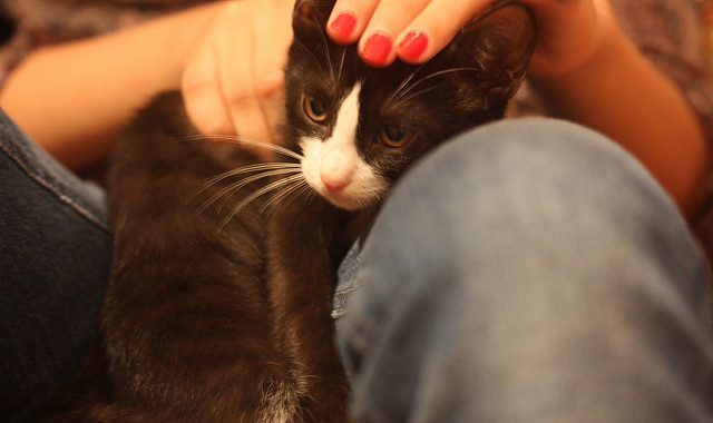 Gato cerca de una persona
